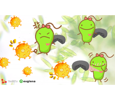 Euglena – One Unique Microalgae that Enhances Immunity in Multiple Ways